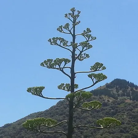 Casa Luna Εξοχικό σπίτι *